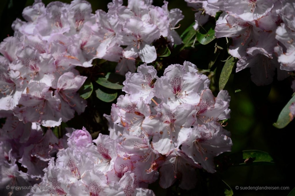 Impressions of the Subtropical Garden in Abbotsbury