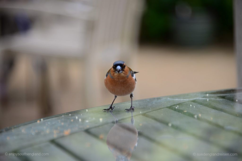 Native birdlife greets the visitors