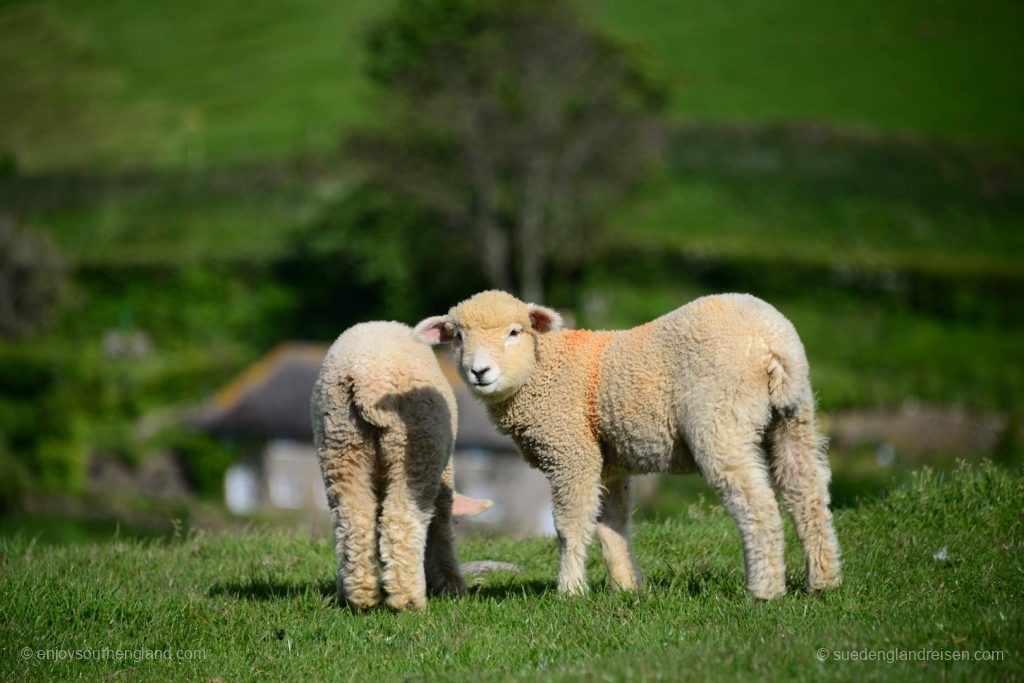 Small encounter on the way back from St. Catherine's Chapel to Abbotsbury