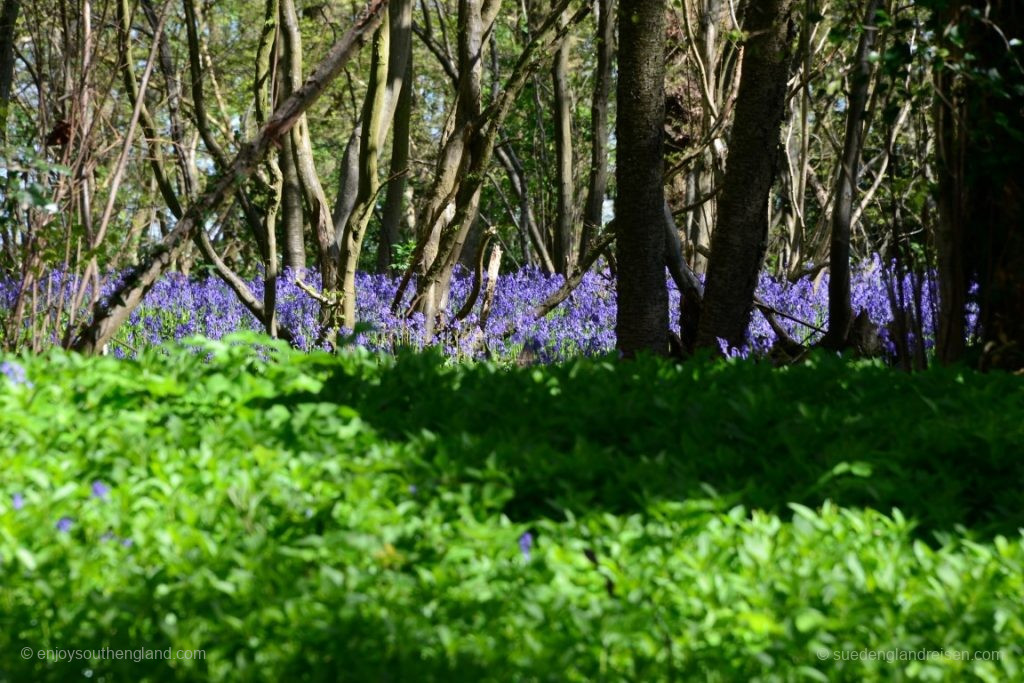Bluebells along the road