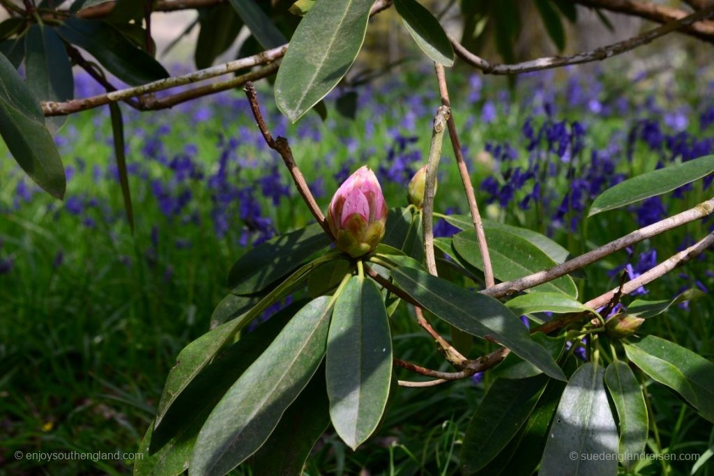 In Borde Hill Garden