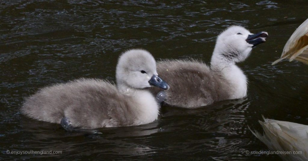 Aren’t they adorable?