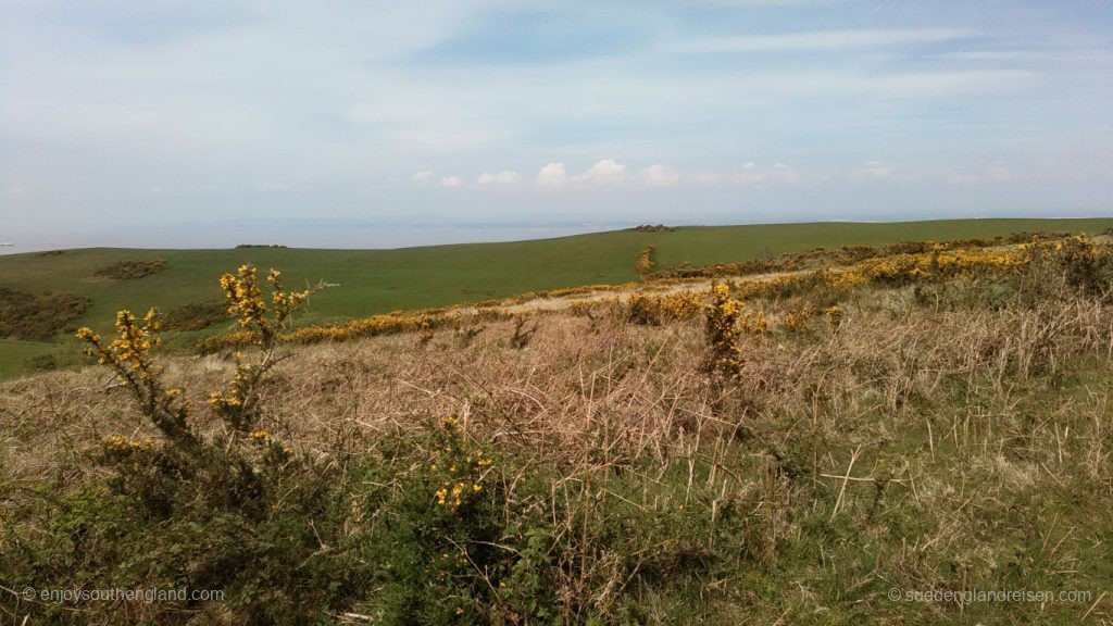Walking on North Hill towards Selworthy Beacon: the hill rises directly above the sea cliffs, bright yellow gorse is flowering at the top, sheep graze on green fields beyond, and beyond that the more or less blue Bristol Channel.