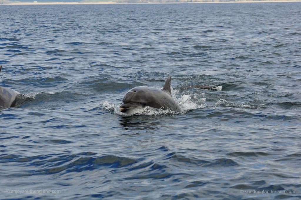 Dolphins on the way back