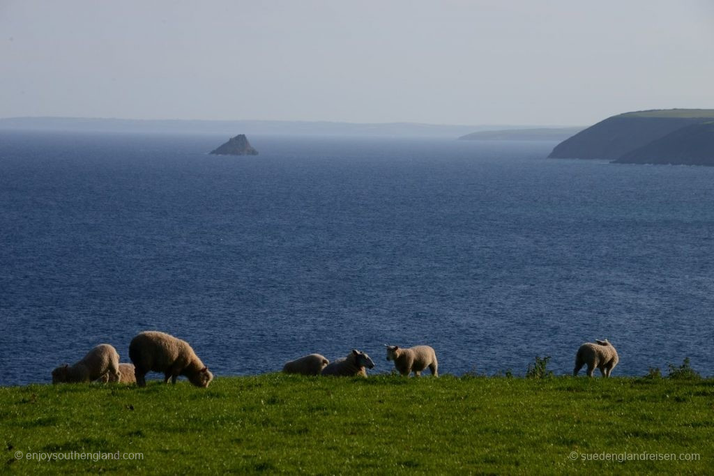 Out and about on the Roseland Peninsula