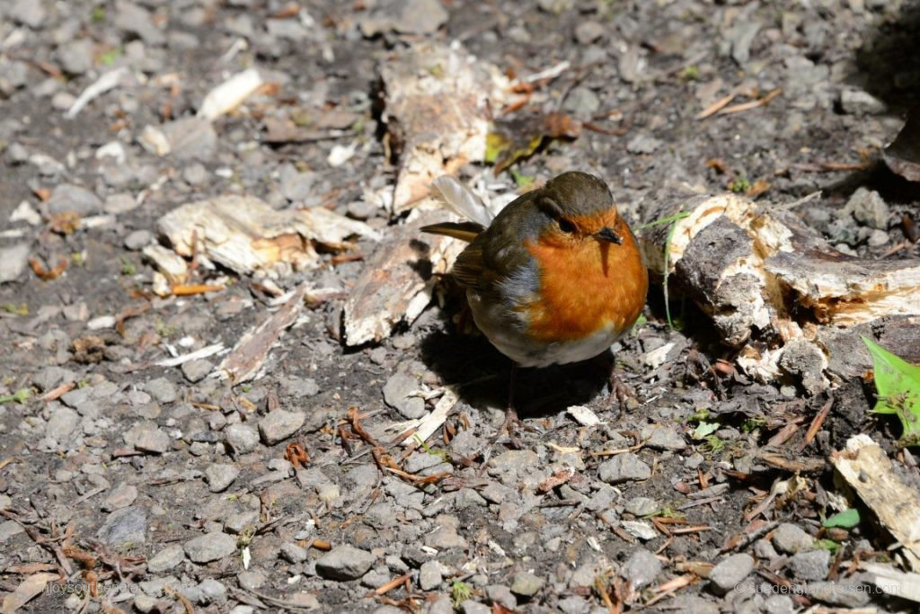 Not to forget the very friendly birds