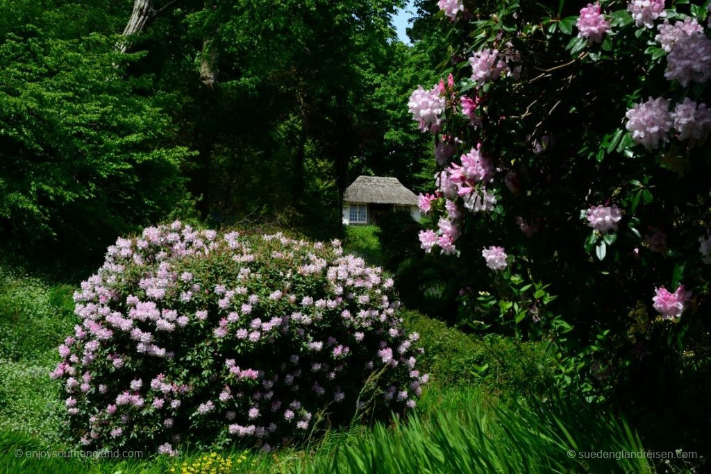 but full bloom is, of course, much prettier