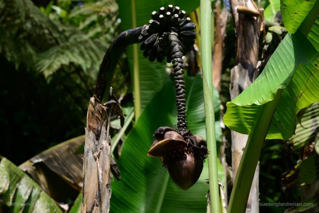 Plants do not always have to look beautiful to be interesting