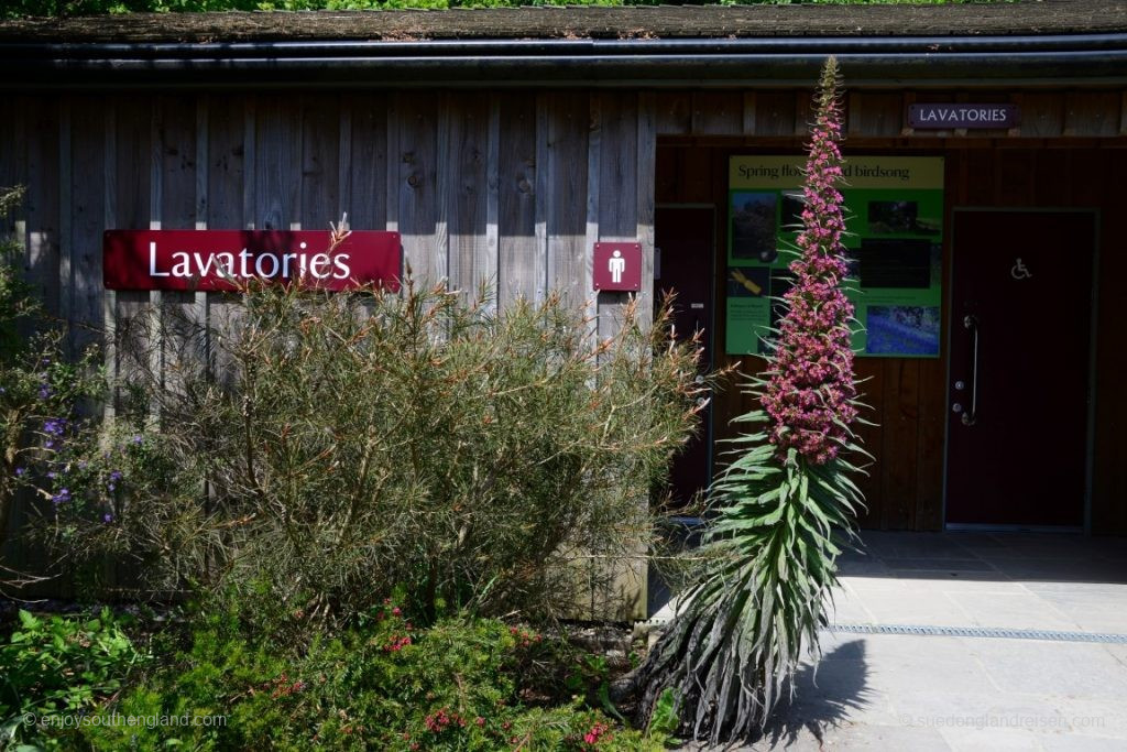 Elsewhere, this plant would probably be a sensation – here it simply grows right outside the toilet
