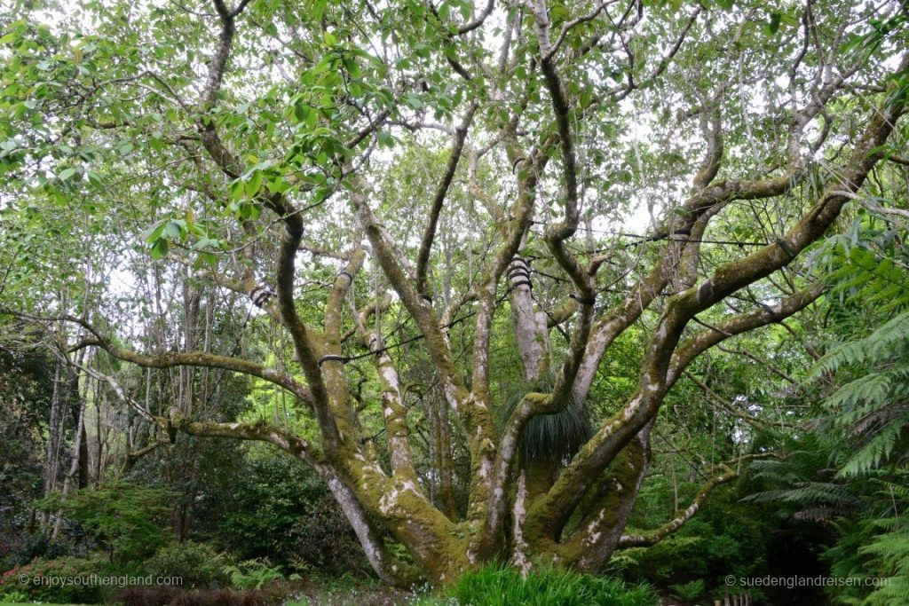By the way, this is not a real tree, but a magnolia! A "Magnolia campbellii" from the Himalayas