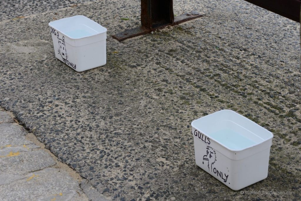 Back at the beach – they are extremely animal-friendly: water for dogs and gulls (seagulls)