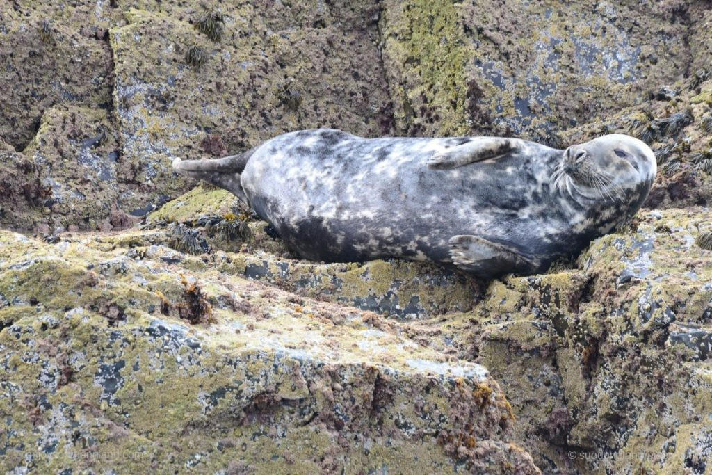 A deeply relaxed seal on Seal Island