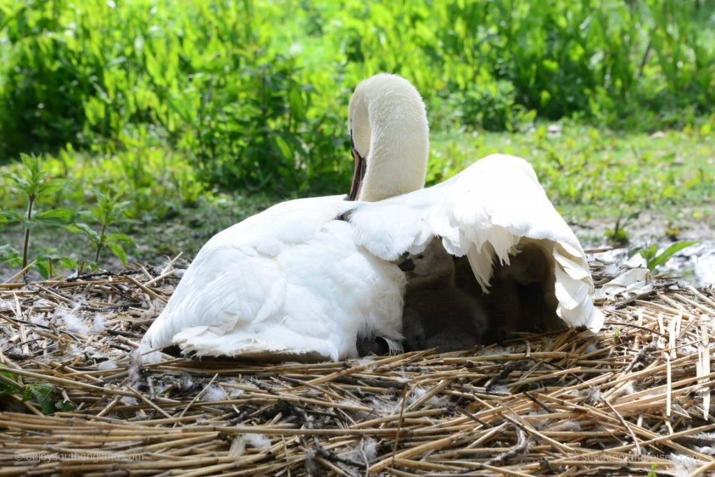 Some still hide in fear under their mother's plumage
