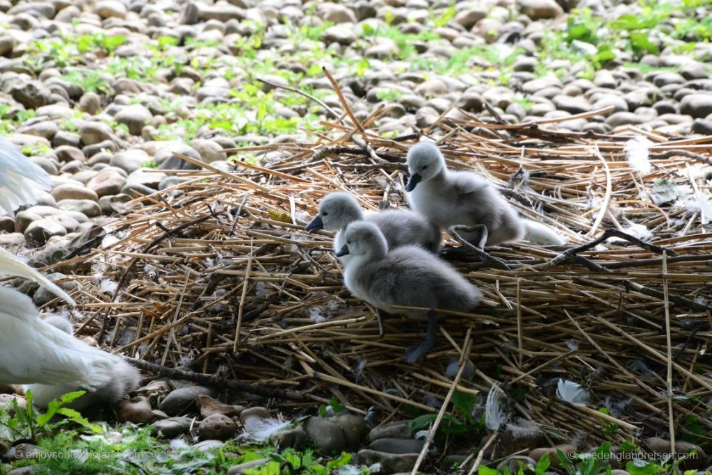 Family outing at the Swannery in Abbotsbury