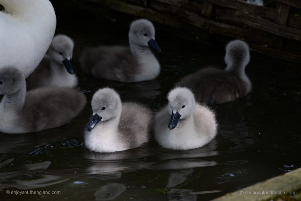 Some of the small ones had not even been in the water before!