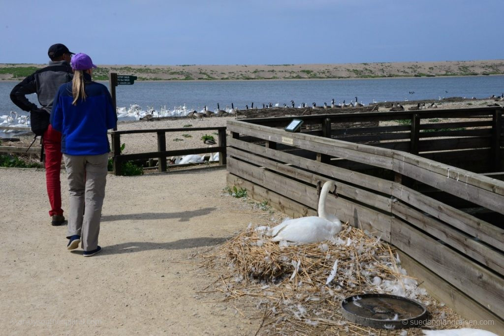 The swans breed and don’t seem to be bothered about the number of visitors there.