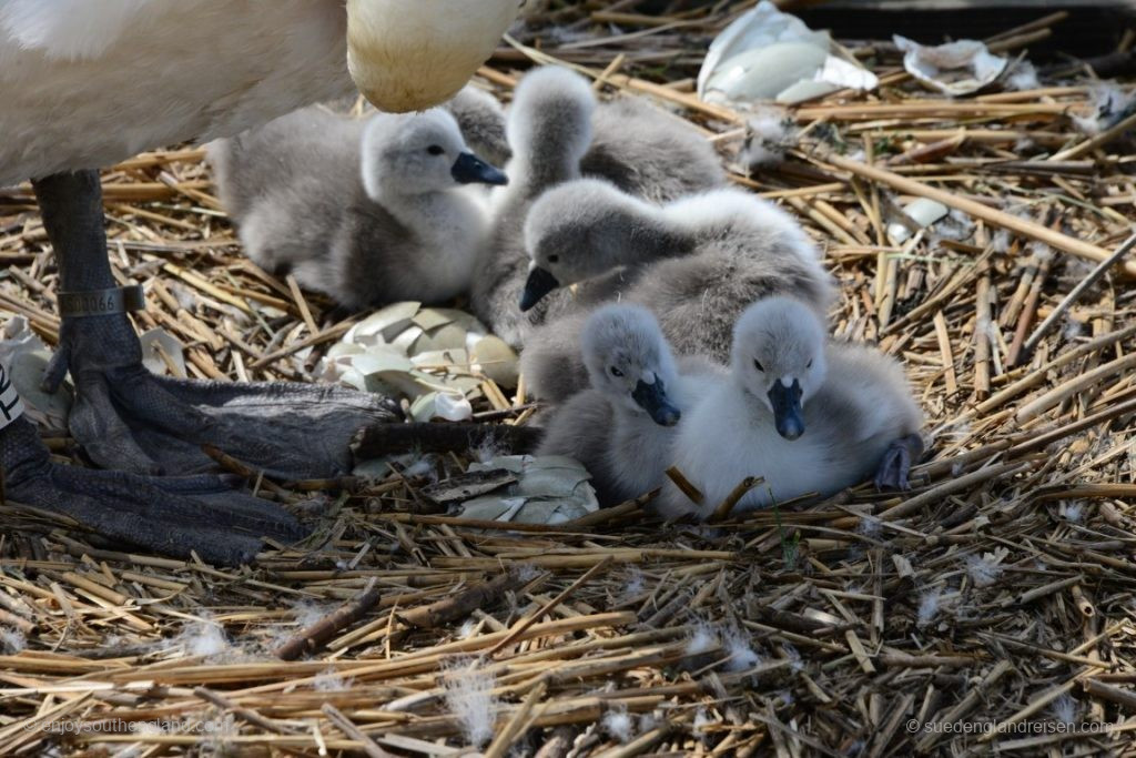 Some of the Baby swans have only just hatched