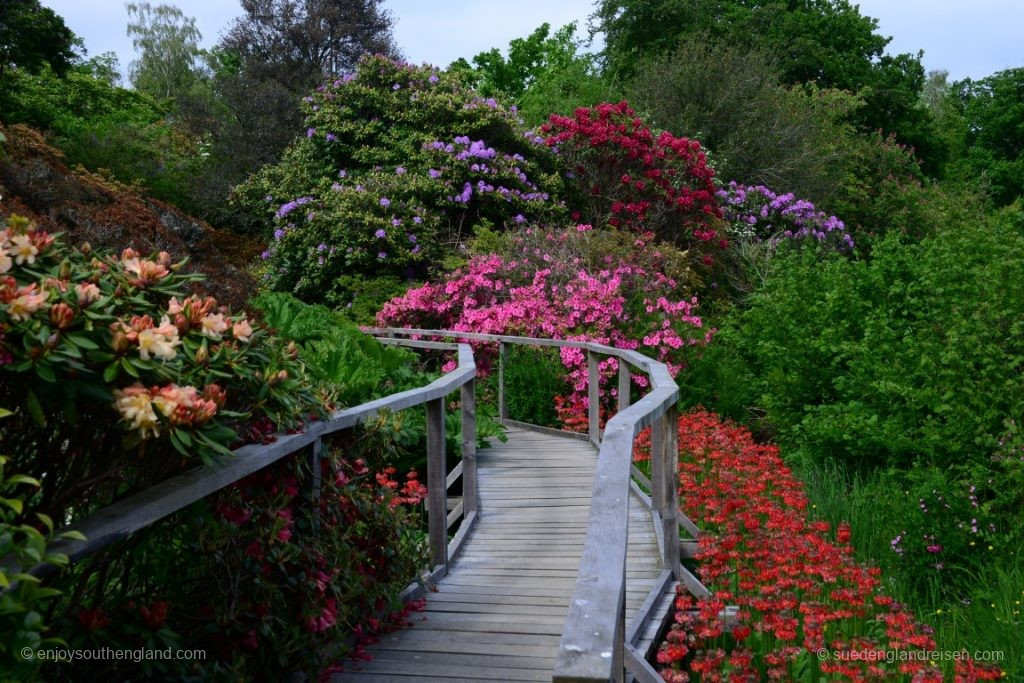 A profusion of flowers in Furzey Garden