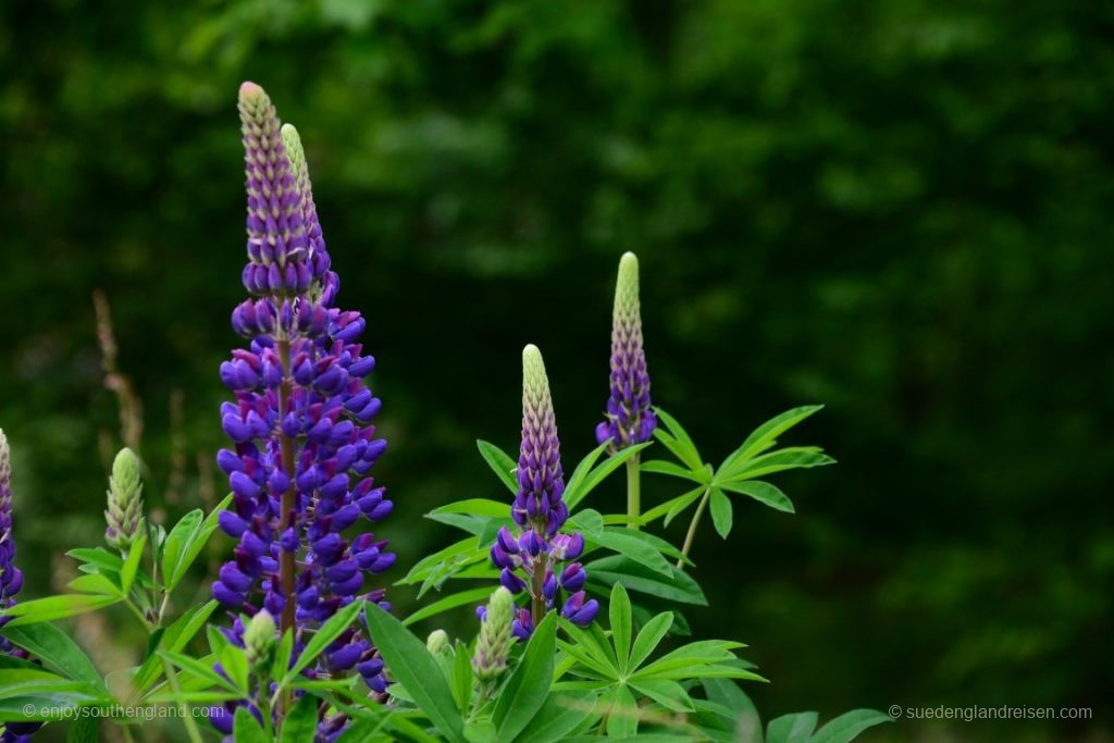 Impressions from Winkworth Arboretum