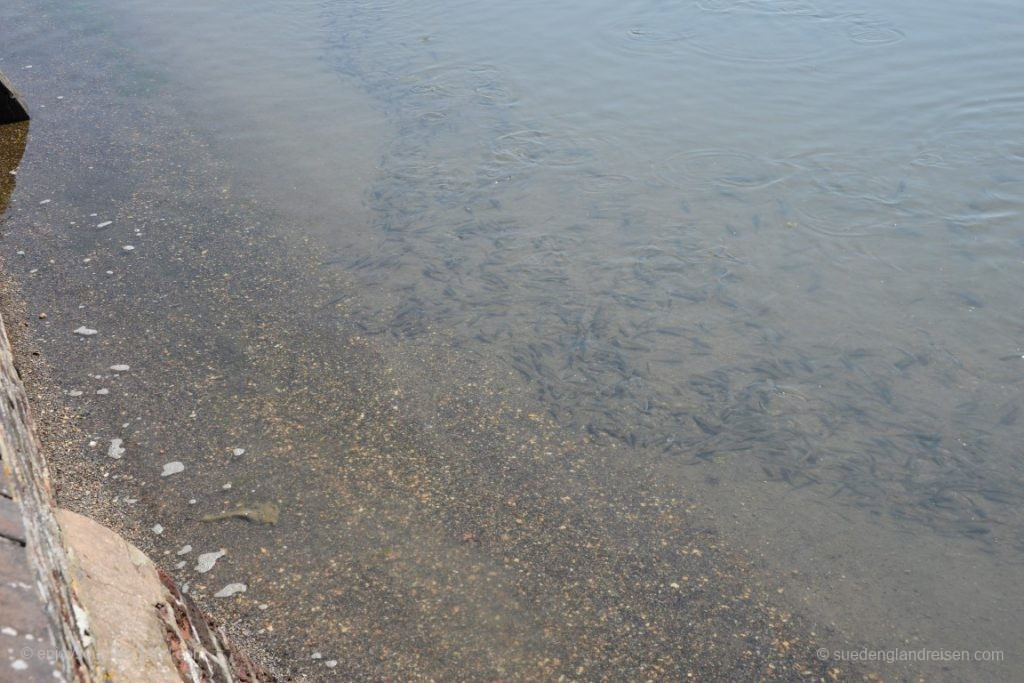 And where cars were still driving just minutes ago, shoals of fish are now swimming about!