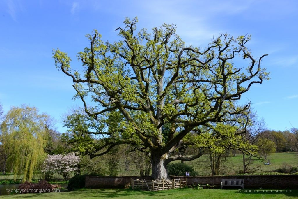 Scotney Castle – what an impressive tree!