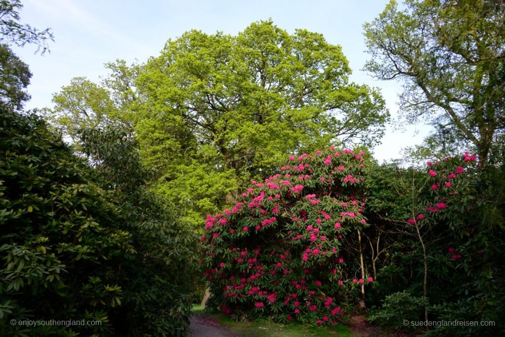 The first rhododendrons are only just coming into flower – that is how late we are this year!