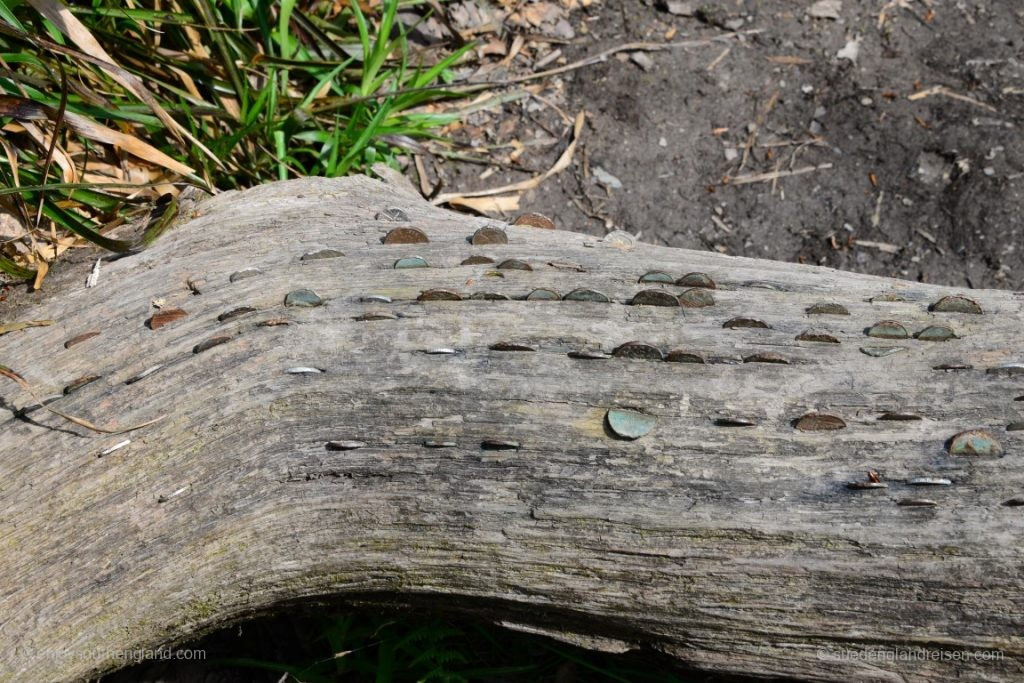But why anyone thought it was a good idea to hammer coins into an old tree trunk is something only the British could explain!