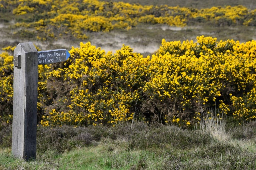 The brilliantly yellow gorse is difficult to capture in photographs, but it is beautiful