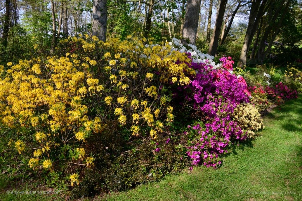 This abundance of colour is everywhere in English gardens.