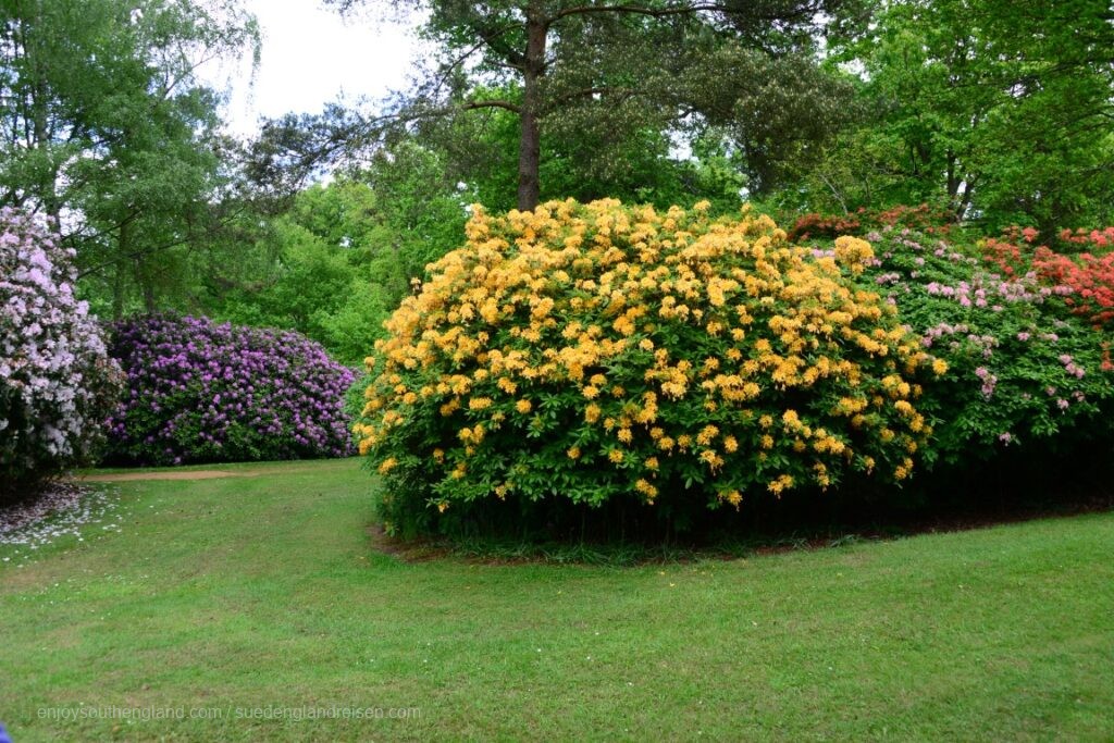 Bowood Rhododendron Garden – a garden only open briefly during the rhododendron bloom