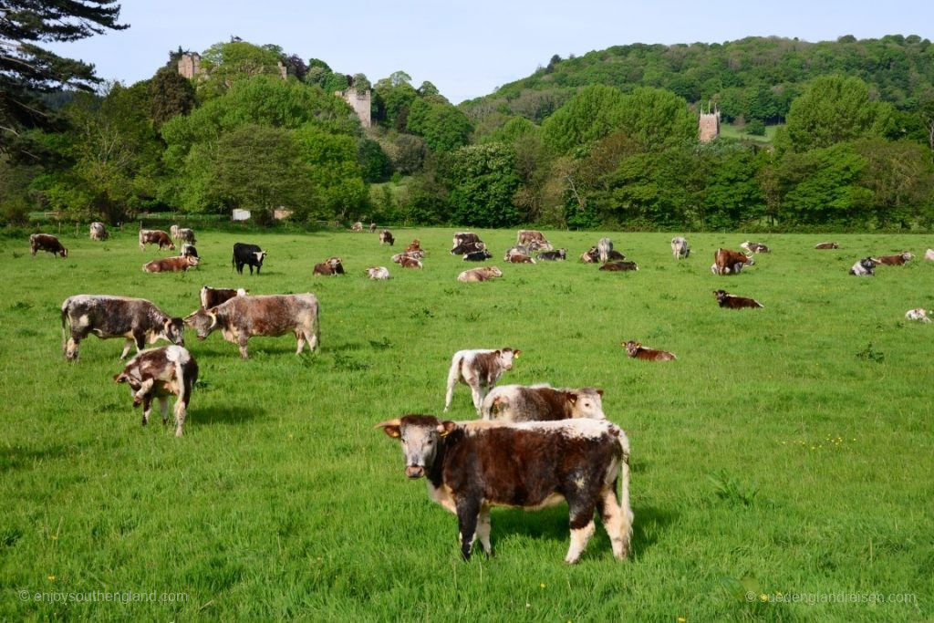 Magnificent, magnificent! (Dunster Castle in the background, of course, not the cows!)
