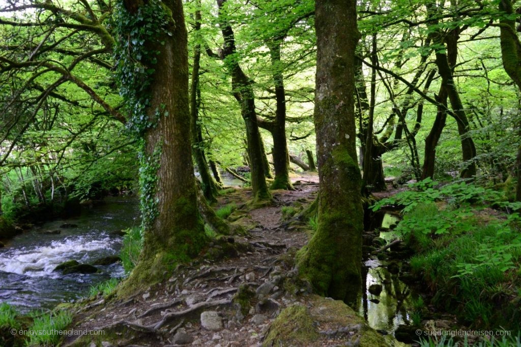 at Golitha Falls in Bodmin Moor