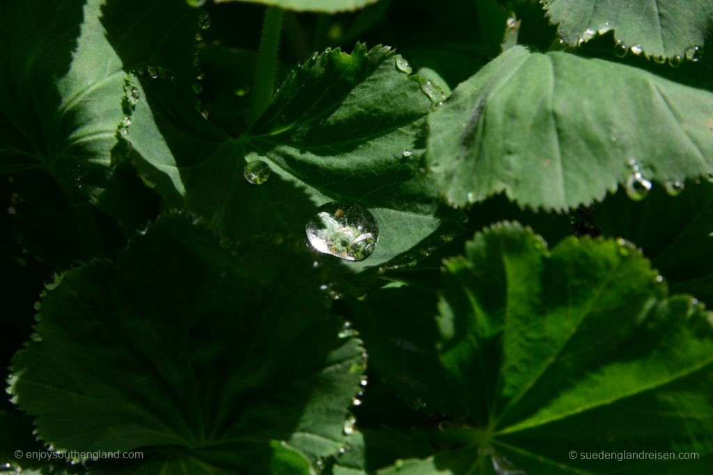 A drop of water on a plant – as always, nothing has been digitally enhanced!
