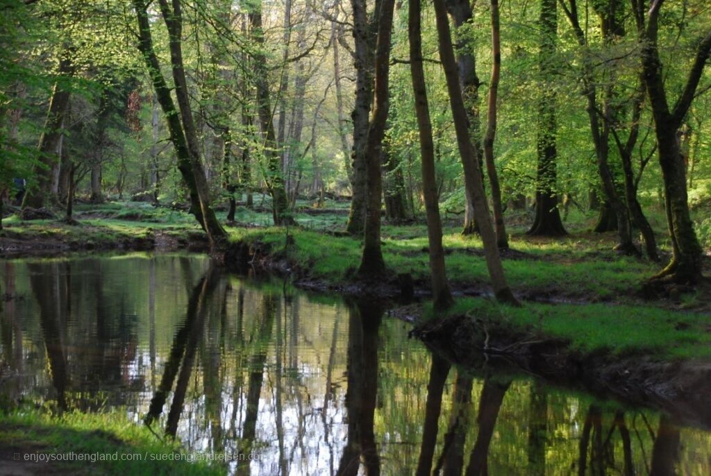 The New Forest in Hampshire is an ancient area of ​​woodland and meadows
