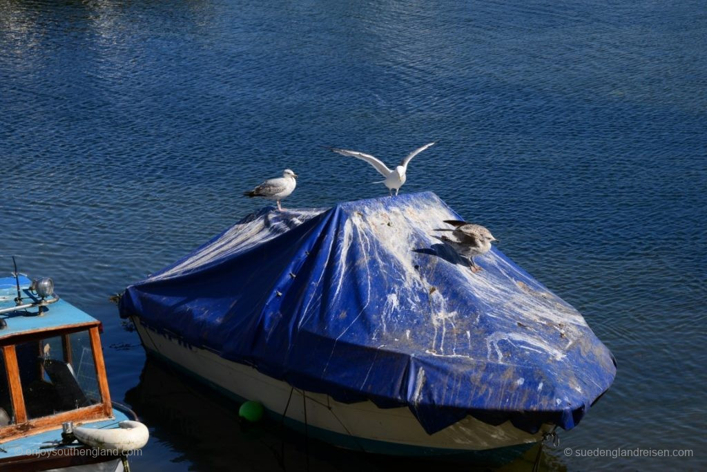 Seagulls are a delight – although sometimes they can be a nuisance