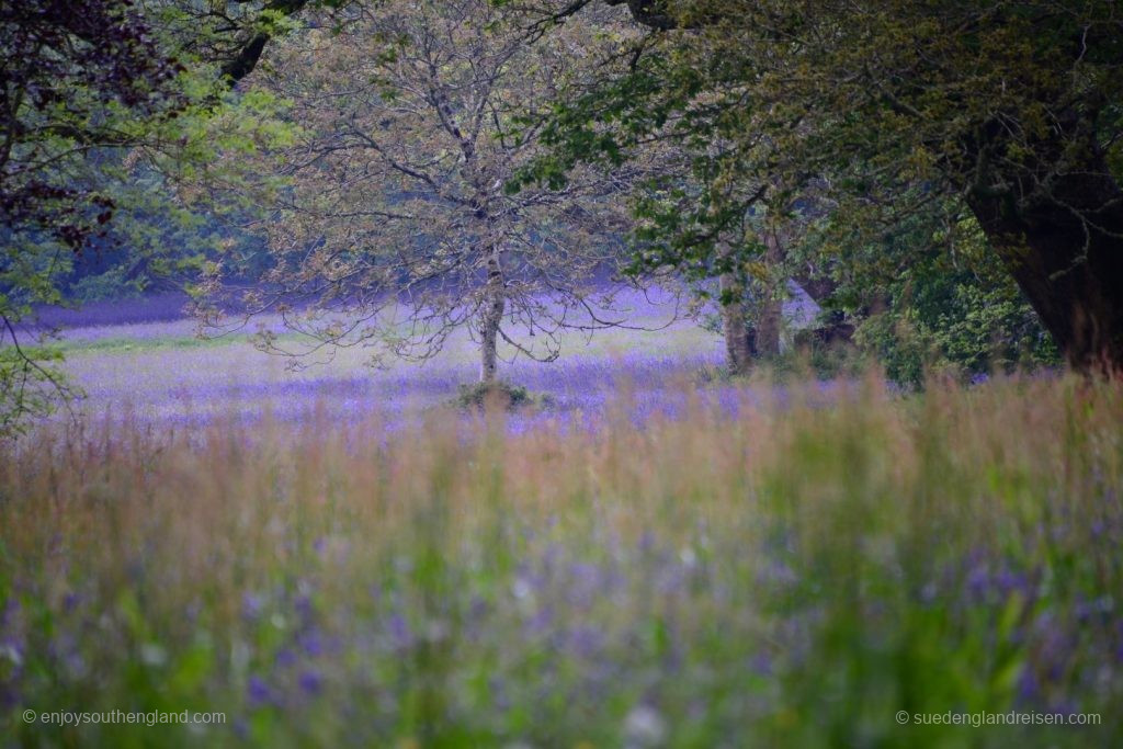 Field of Bluebells in Enys Gardens in Cornwall