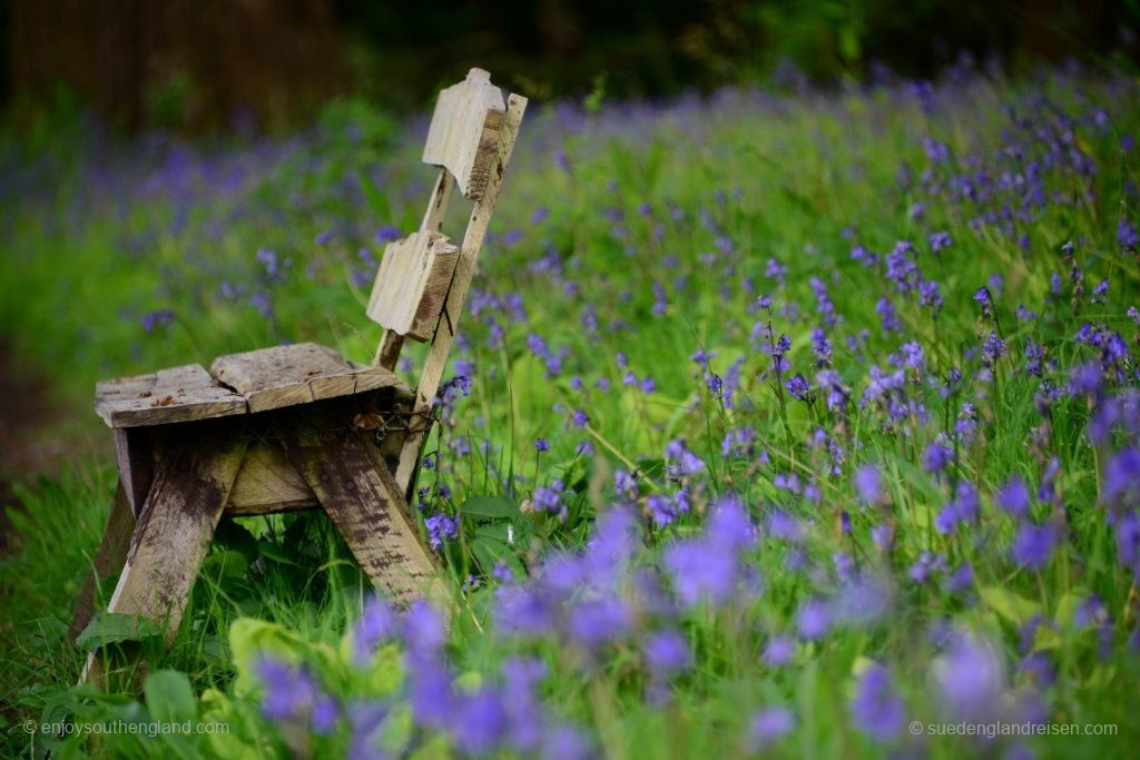Just sit down among the Bluebells and relax