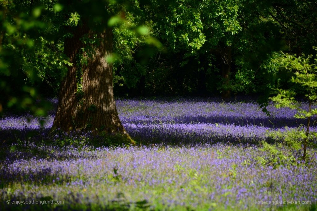 Bluebells on top of Bluebells