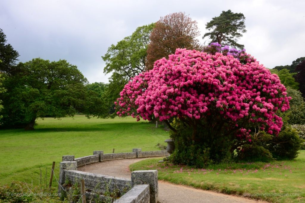 Colourful Enys Gardens in Cornwall