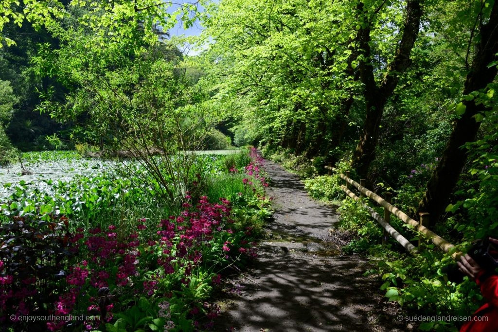 At the pond in Enys Gardens in Cornwall