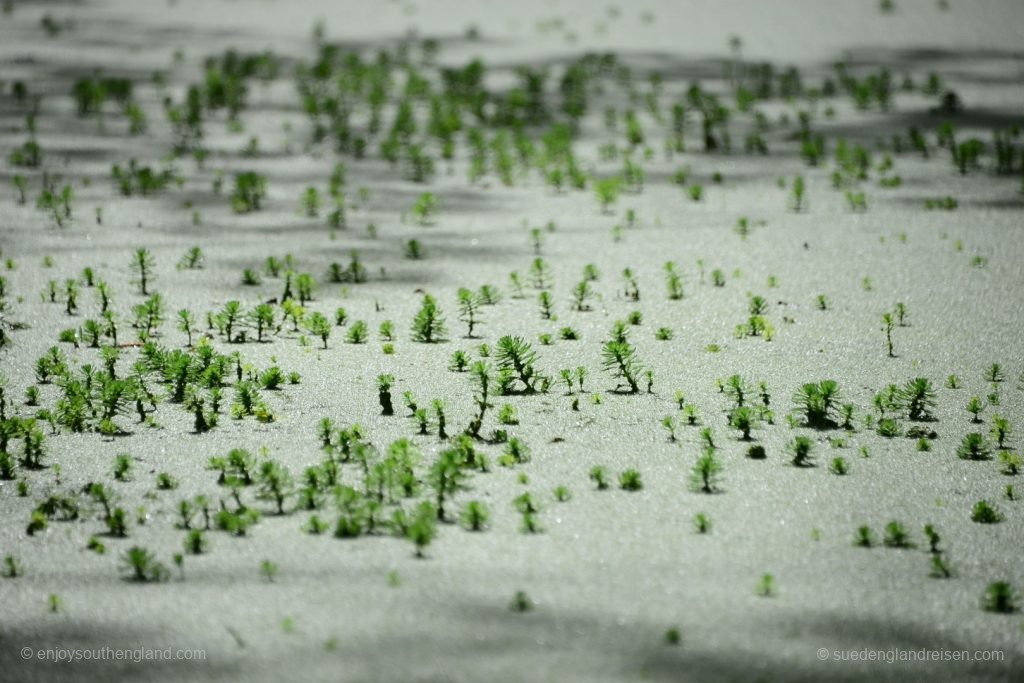 Tiny fir tree branches in the pond at Enys Gardens