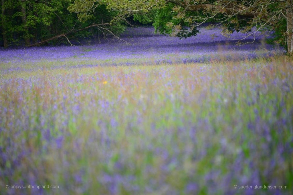 Carpet of Bluebells in Enys Gardens in Cornwall