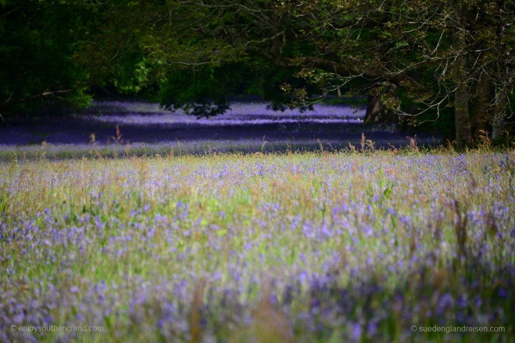 Bluebells reaching to the horizon in Enys Gardens in Cornwall