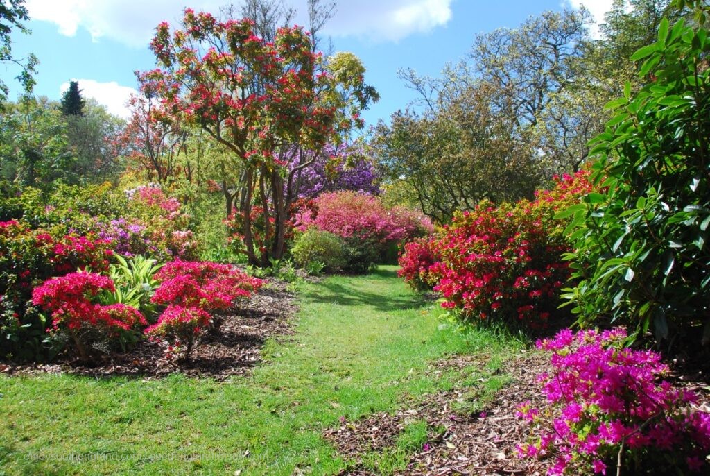 Furzey Garden (New Forest, Hampshire) in bloom