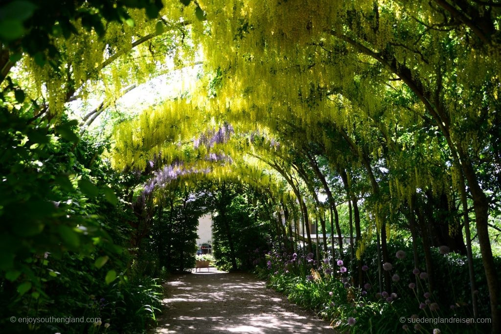Abbey House Gardens – under the Wisteria in the formal gardenn