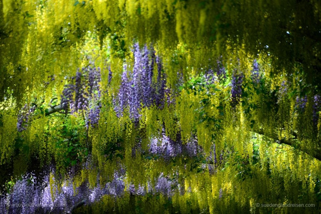 Abbey House Gardens – Wisteria in the formal garden