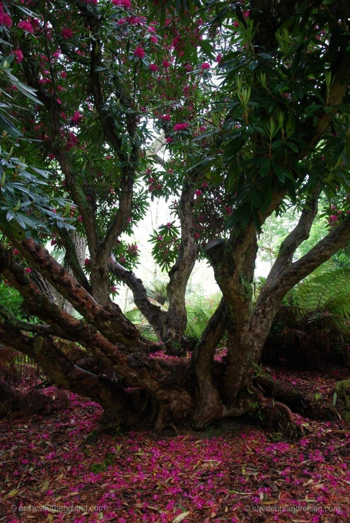 Under a giant rhododendron in the Lost Gardens of Heligan