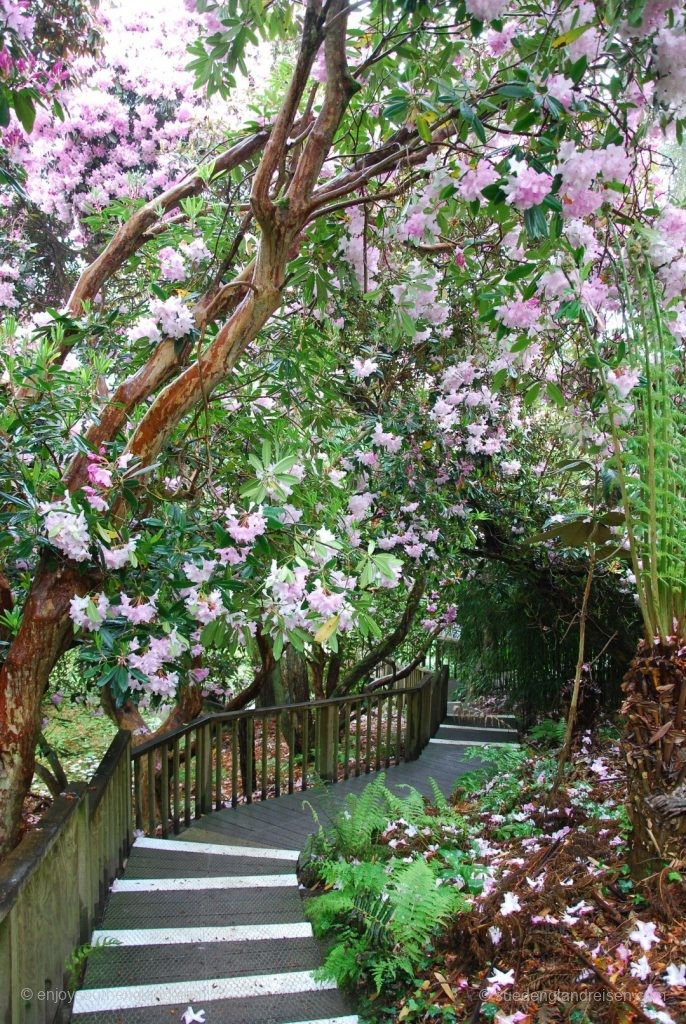 In the Jungle of the Lost Gardens of Heligan