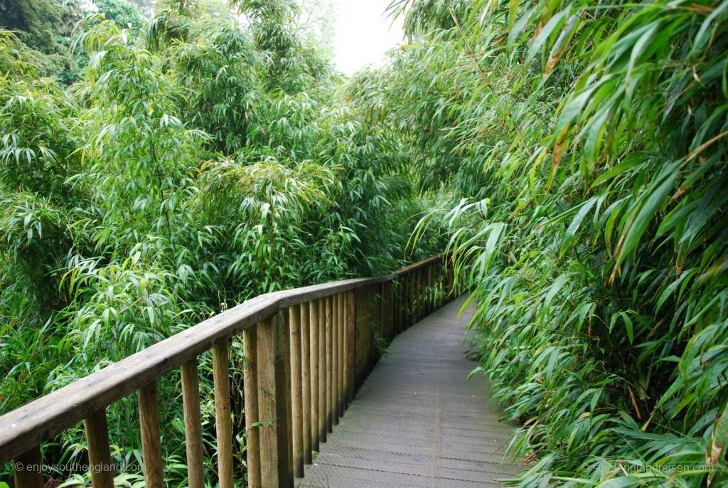 In the Jungle of the Lost Gardens of Heligan