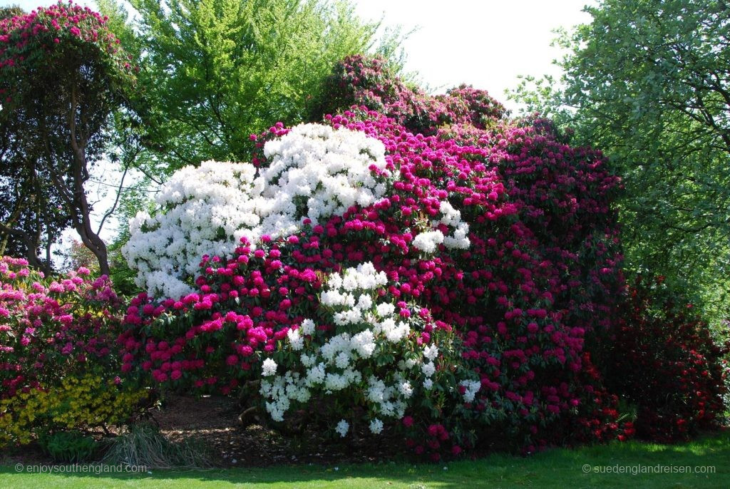 Magnificent Rhododendrons in Stourhead